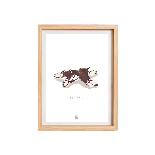 Percebes